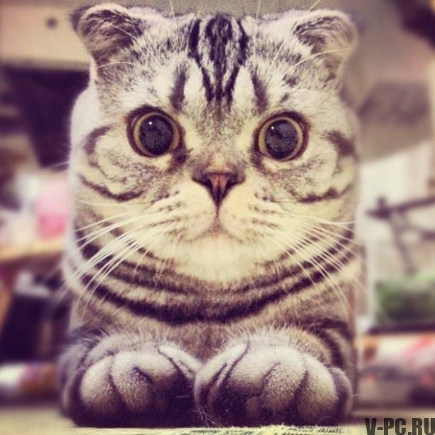 instagram de pisici