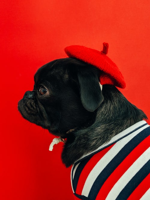 Idei foto de toamnă pentru instagram - pug într-o beretă roșie