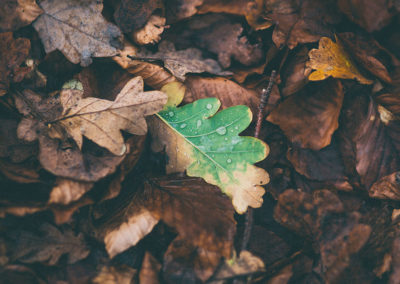 fotografii de natură gratuite și hashtag-uri pentru instagram