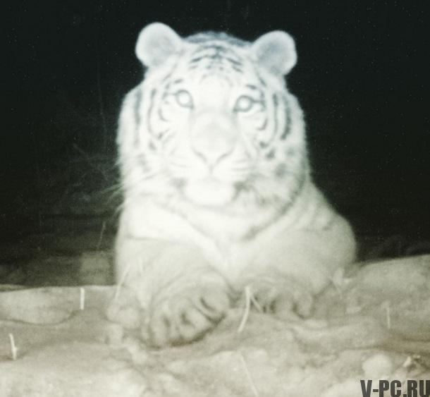 tigrul și-a luat un selfie